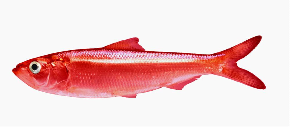 The linguistic and cognitive aspects of red herring names and formal definitions